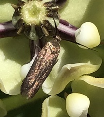 Scythris fuscicomella
