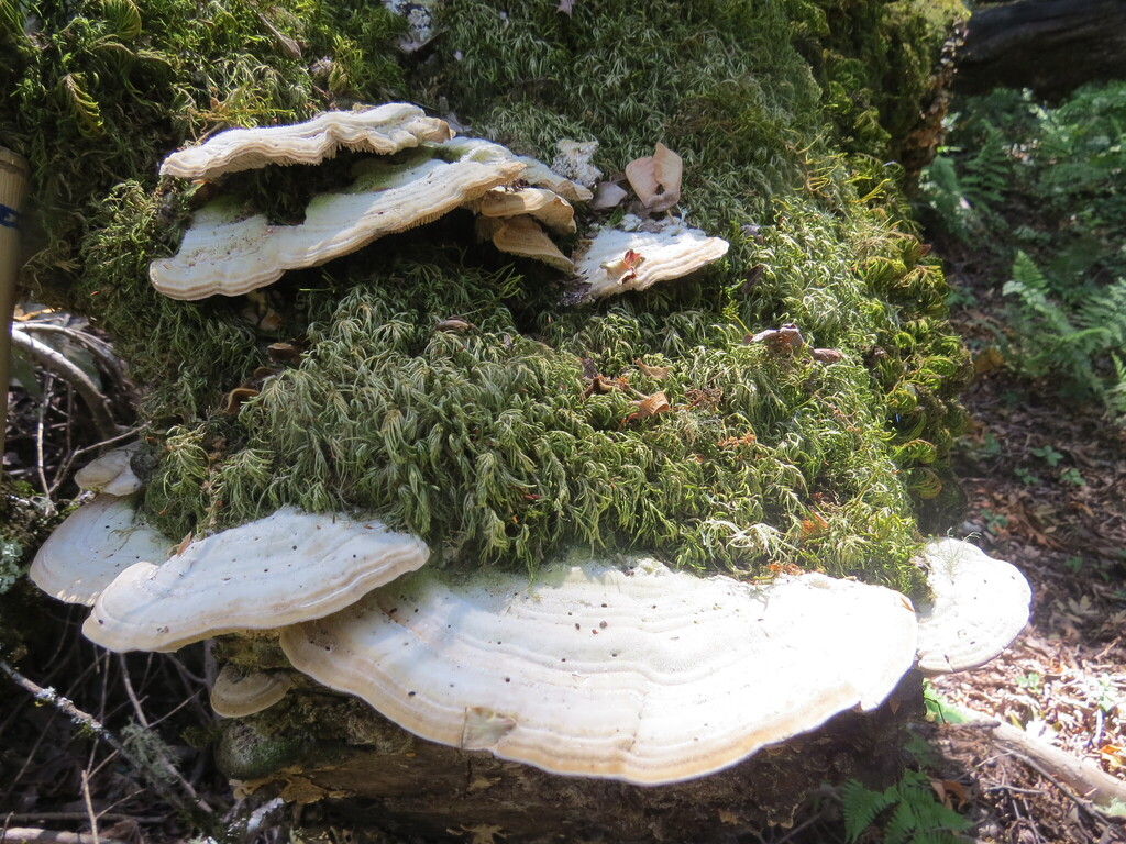 Gilled Polypore · May 2026 · photo: Photo: (c) Garth Harwood, some rights reserved (CC BY) · iNaturalist