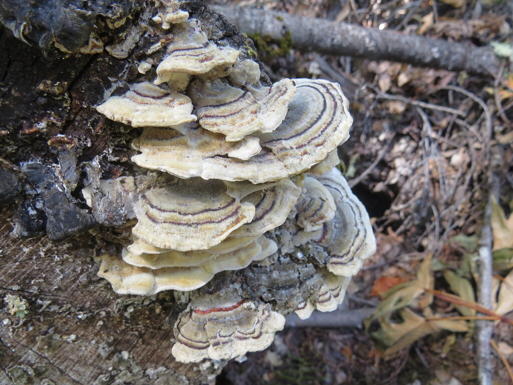 turkey-tail · May 2026 · photo: Photo: (c) Garth Harwood, some rights reserved (CC BY) · iNaturalist