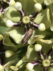 Scythris fuscicomella