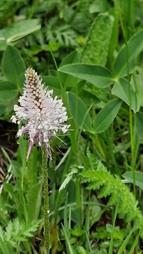 Hoary Plantain