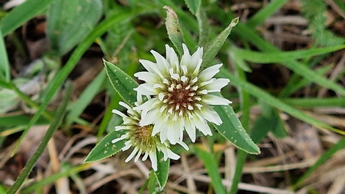 Mountain Clover