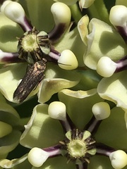 Scythris fuscicomella