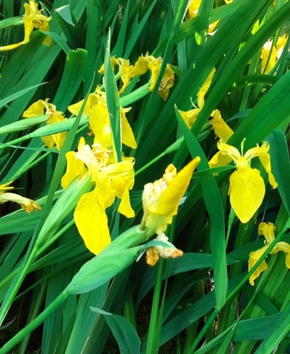 Yellow Iris