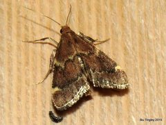 Hypsopygia intermedialis