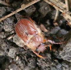 Holochelus