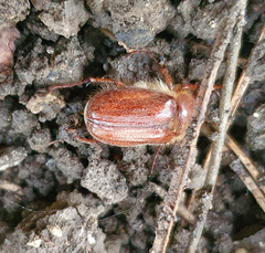 Holochelus