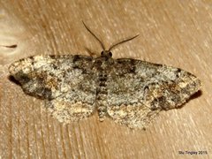 Hypagyrtis piniata