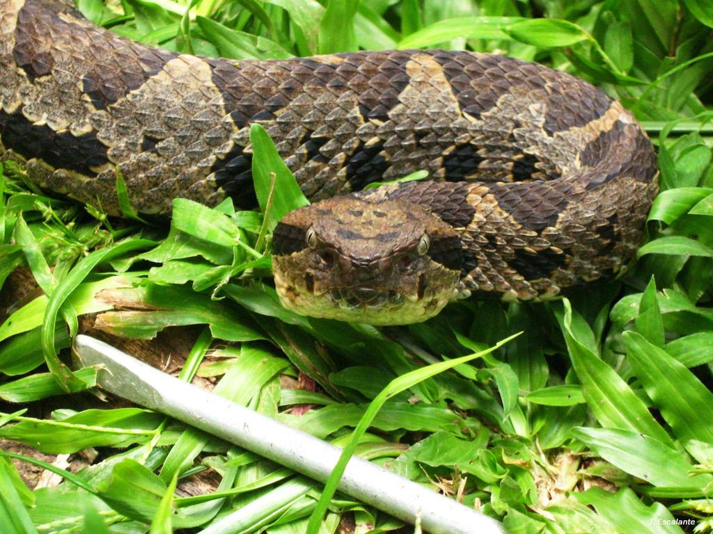 Olmecan Pit Viper