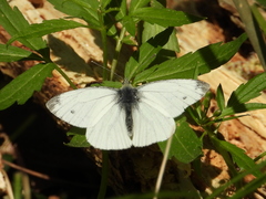 Pieris napi