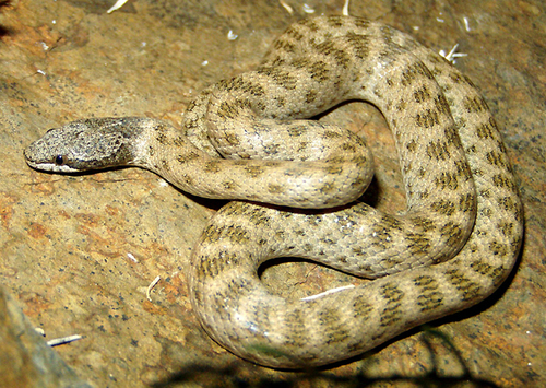 iNaturalist observation photo of Northern Desert Nightsnake