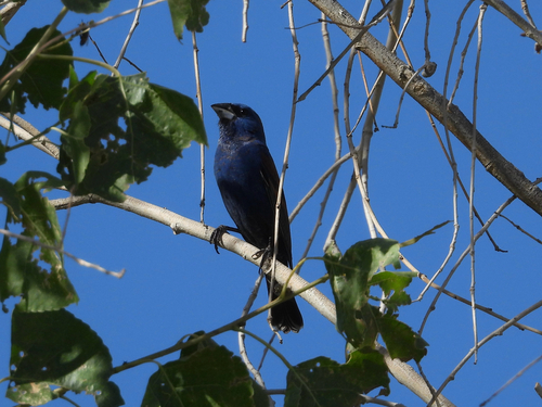Picogordo azul