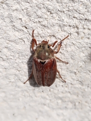 Melolontha hippocastani