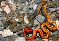 Diadophis punctatus modestus