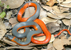 Coralbelly Ringneck Snake - Photo (c) Flaxington, some rights reserved (CC BY-NC), uploaded by Flaxington