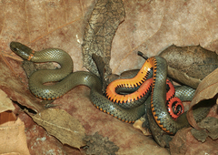 Diadophis punctatus similis