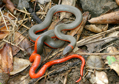 Diadophis punctatus vandenburgii