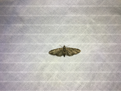 Eupithecia subapicata