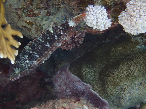 Mental wrasse (Oxycheilinus mentalis) — Labridae