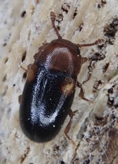 Dacne bipustulata