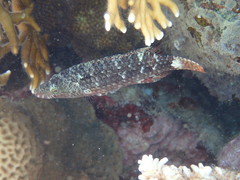 Oxycheilinus mentalis