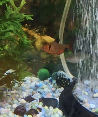 Hyphessobrycon eques