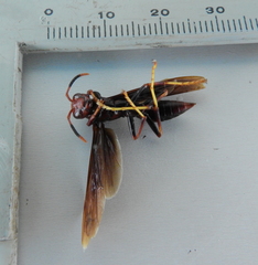 Polistes ferreri