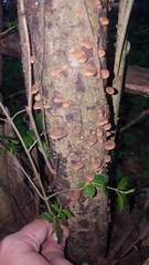 Anthracophyllum