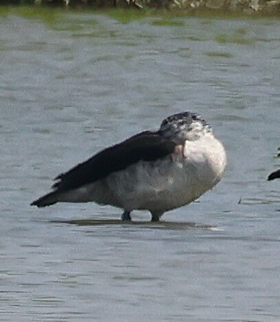iNaturalist image