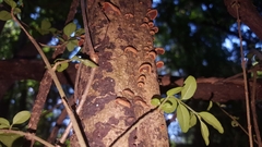 Anthracophyllum