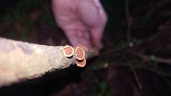 Anthracophyllum