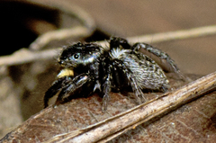 Salpesia