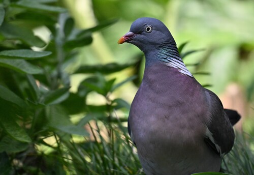 Common Wood-Pigeon