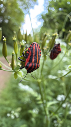 European Striped Shield Bug