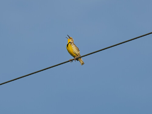 Western Meadowlark