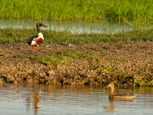 Northern Shoveler