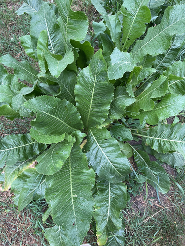 Horseradish