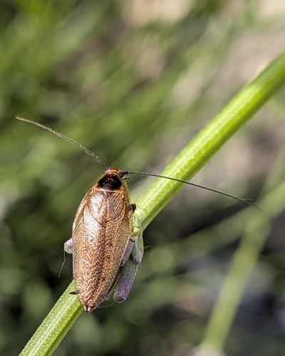Dusky Cockroach