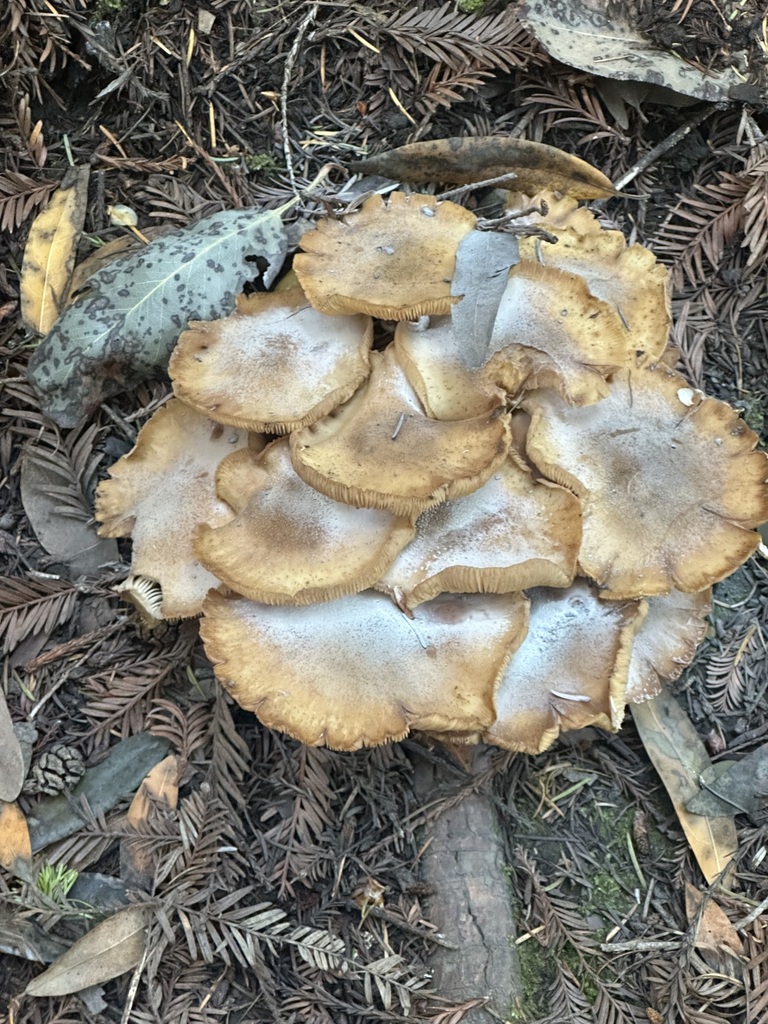 Honey Mushroom · May 2026 · photo: Photo: (c) Barbara Banfield, some rights reserved (CC BY) · iNaturalist
