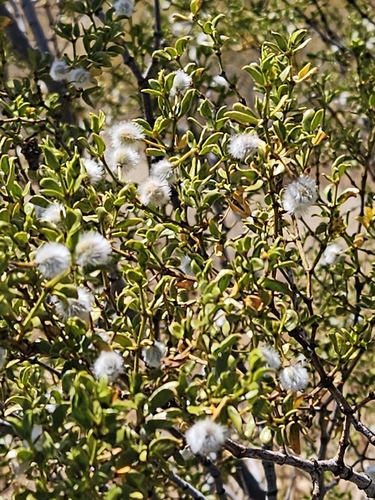 Creosote Bush