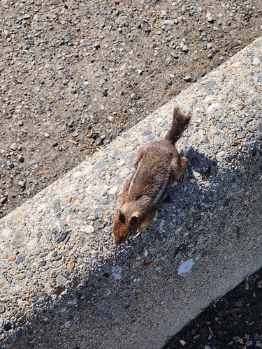 Cascade Golden-mantled Ground Squirrel observed by lytiic