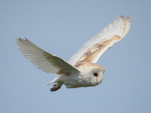 Western Barn Owl observed by njacko