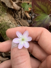 Hepatica acutiloba × americana