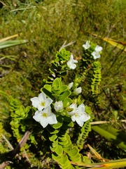 Veronica macrantha