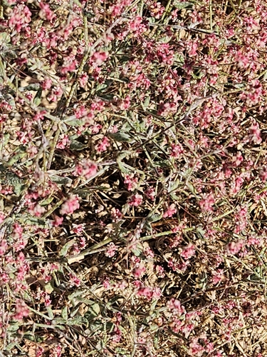 Rose and White Buckwheat
