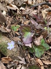 Hepatica acutiloba × americana