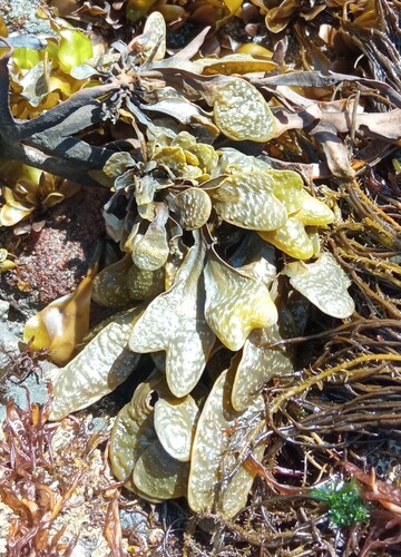 Fucus evanescens observed 2026-05-05