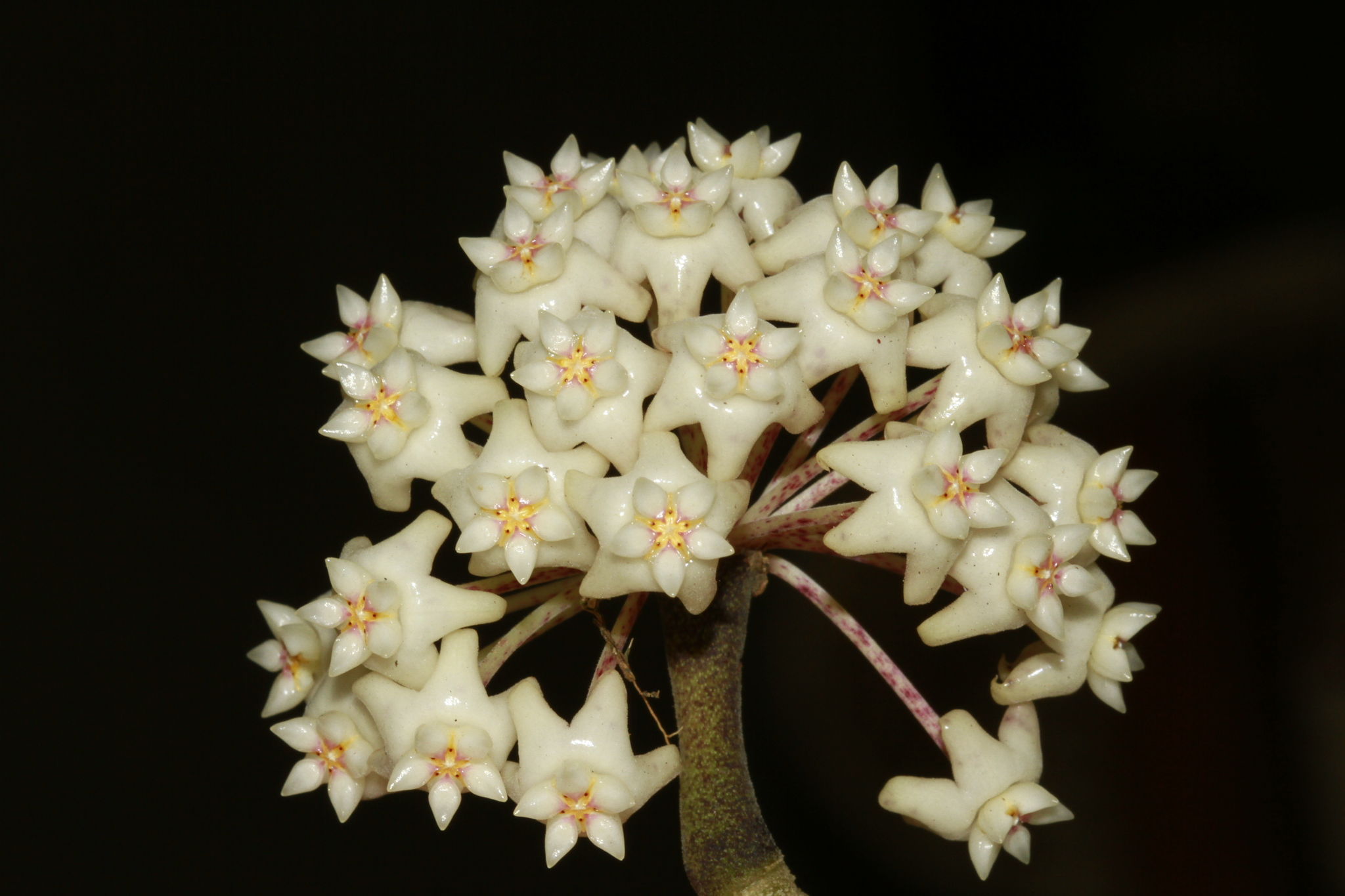 Hoya verticillata (Hoya verticillata)