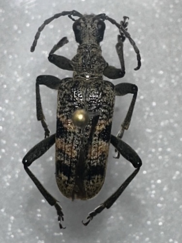 Blackspotted Longhorn Beetle