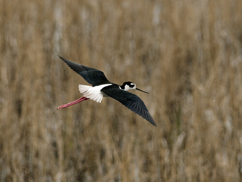Black-necked Stilt